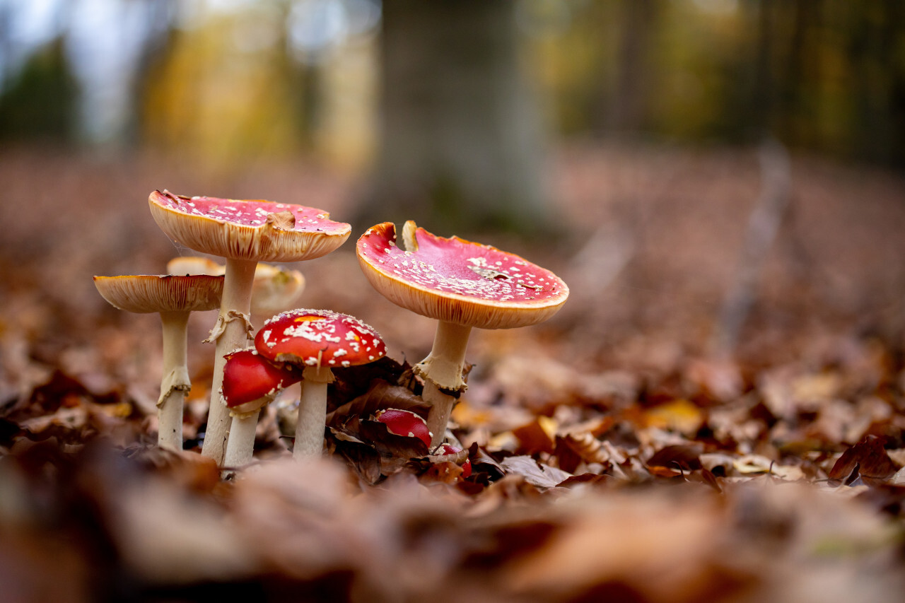 A group of toadstools in the forest