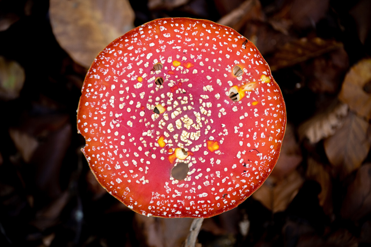 Fly agaric from above