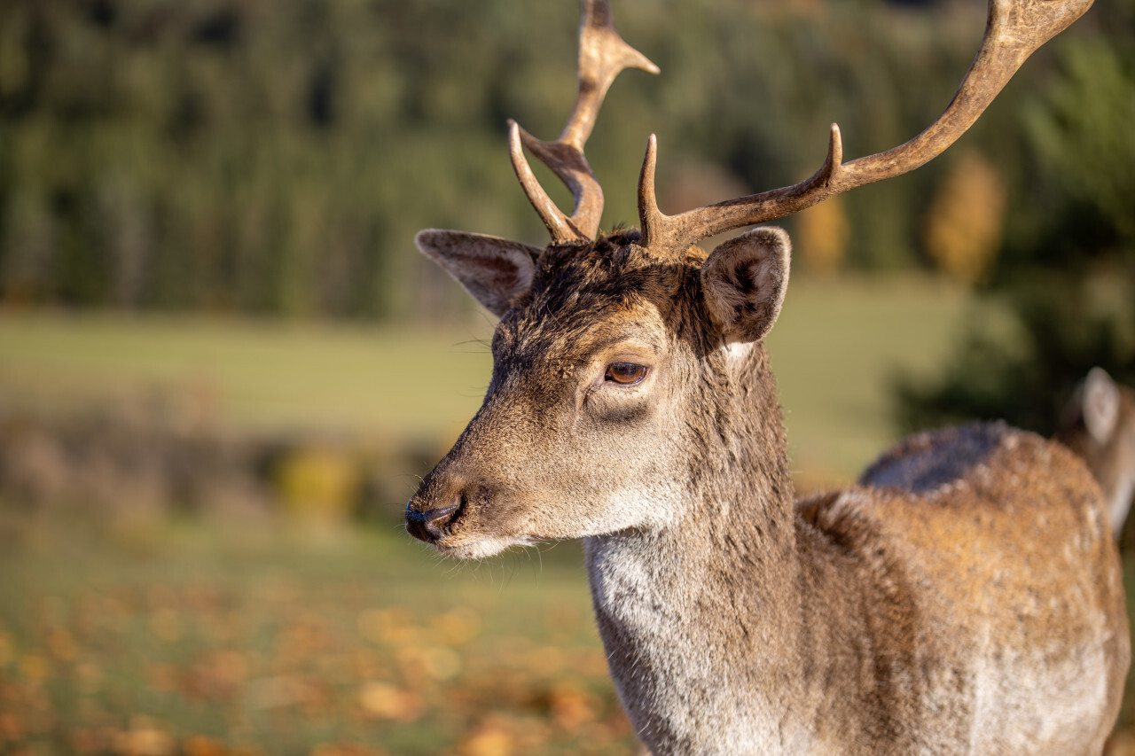 Portrait of a deer in Bavaria