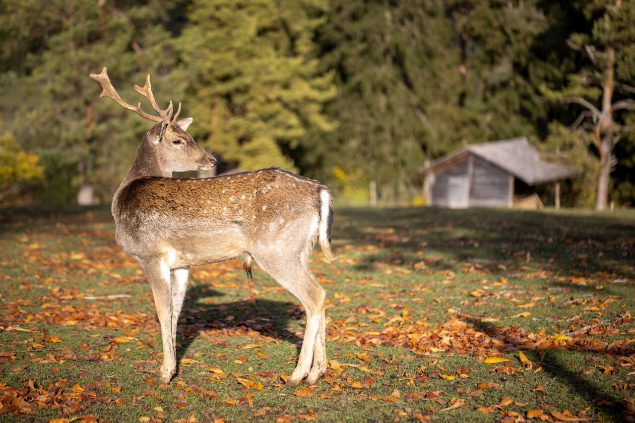 A deer stands in a forest clearing