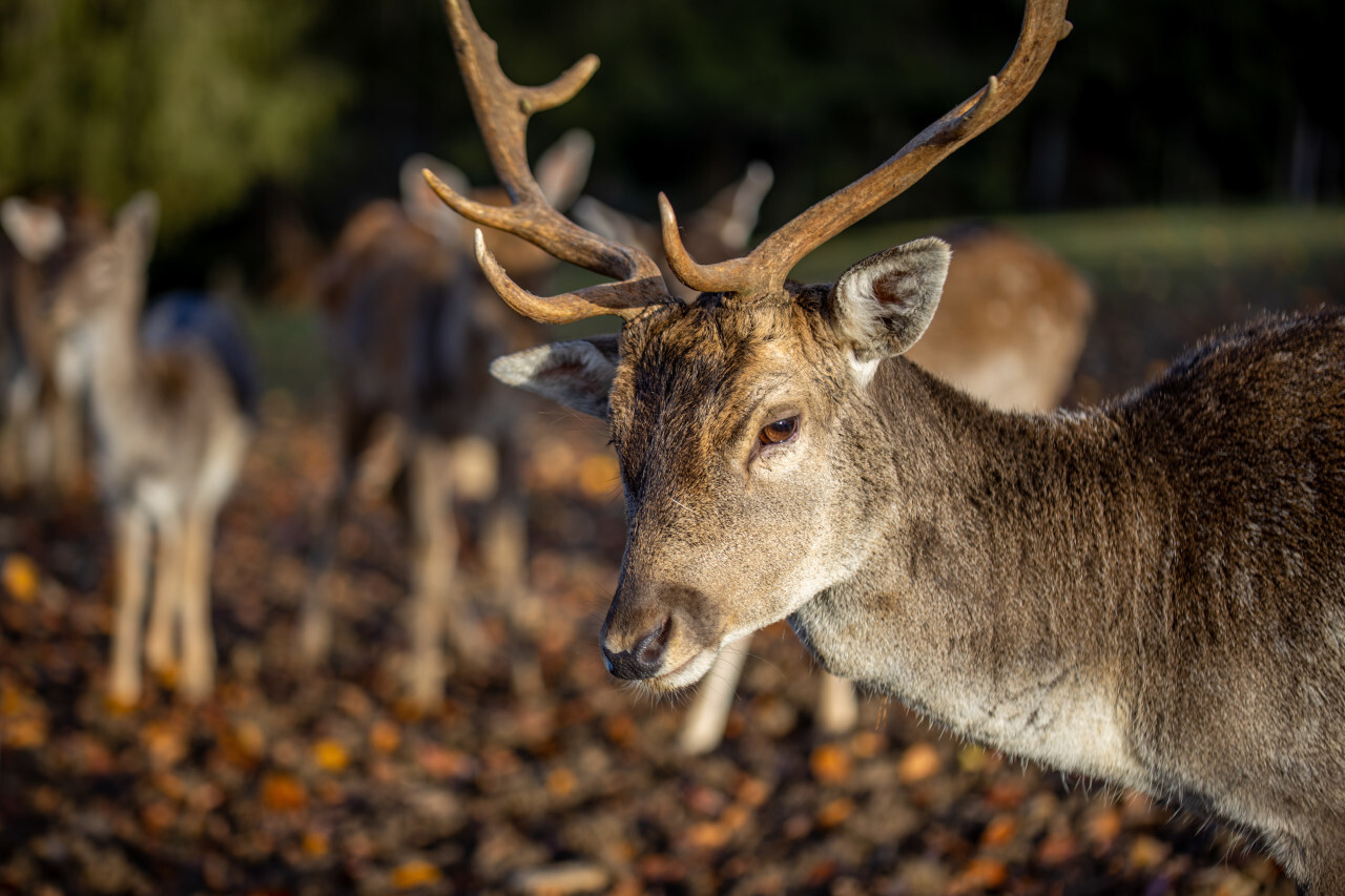 Portrait of a deer