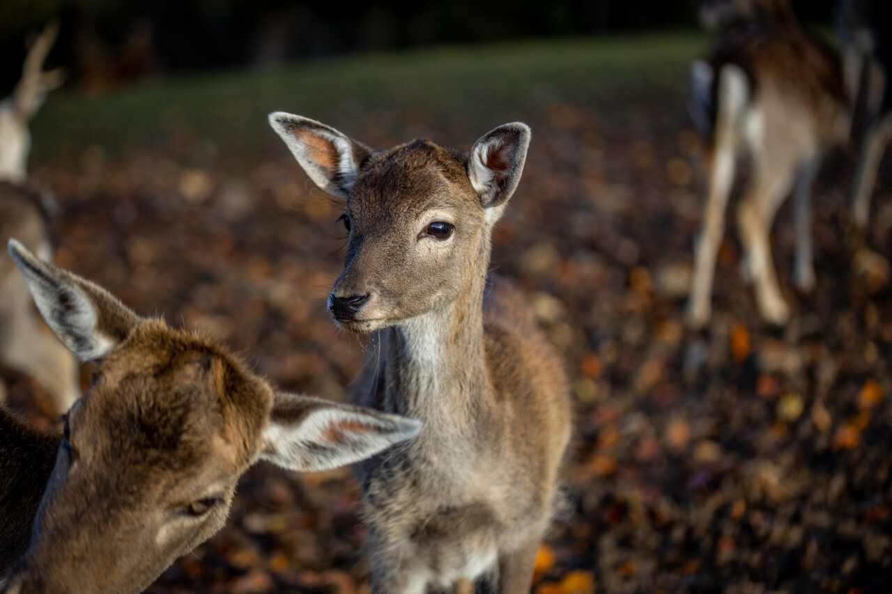 Young deer in the forest