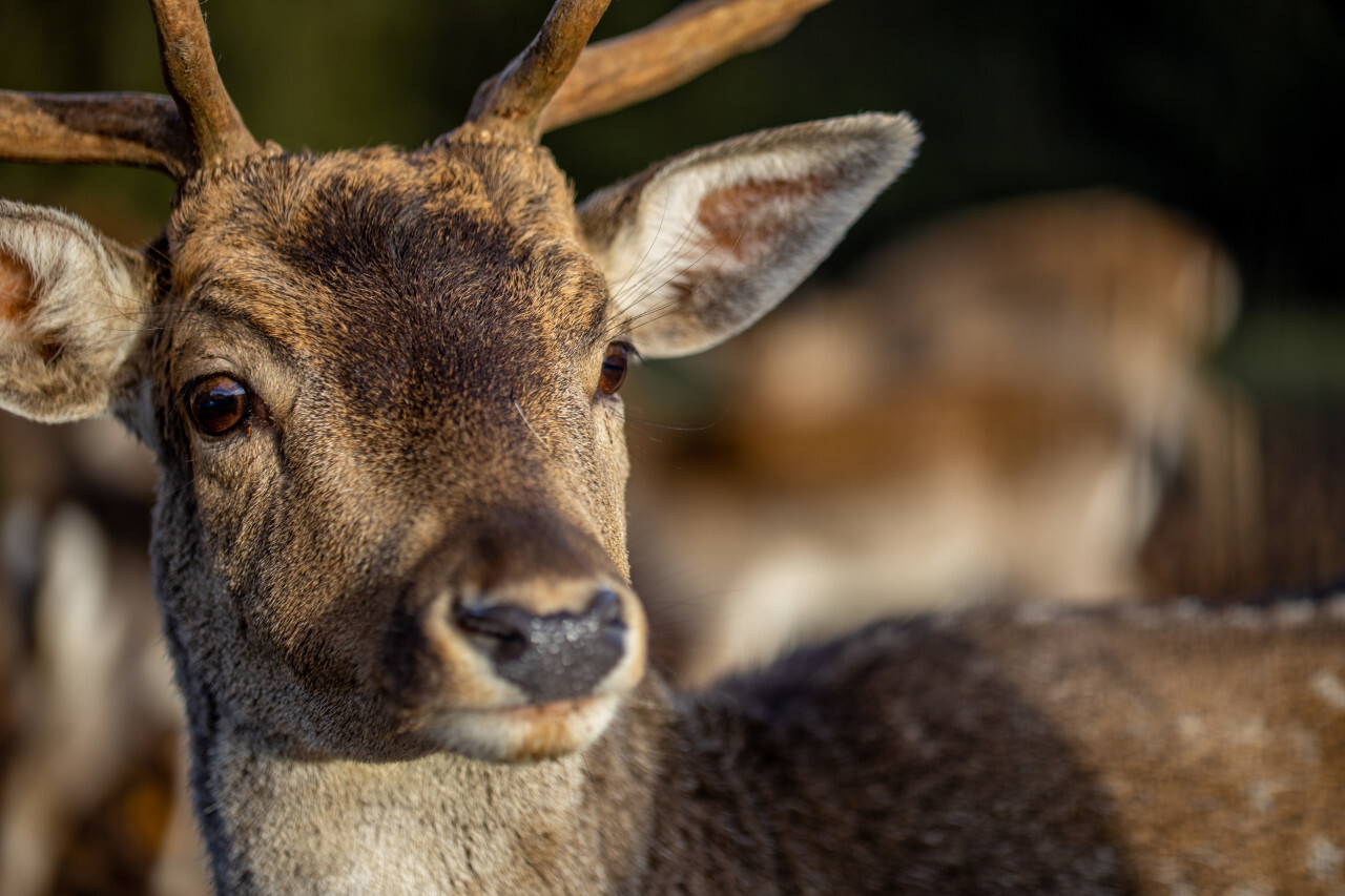 Deer Head Close-Up