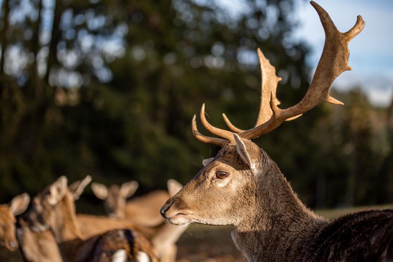 Deer with magnificent antlers