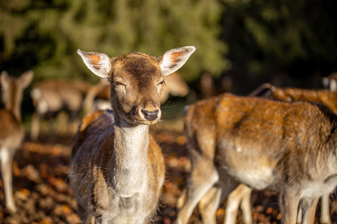 Female deer is blinded by the sun