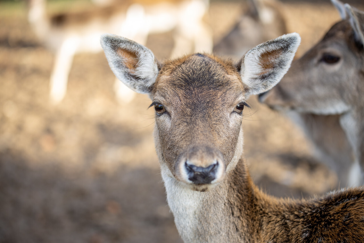 Face of a female deer close up