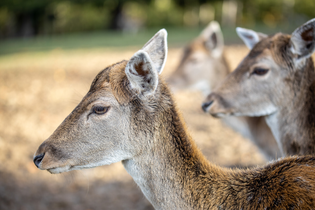 The head of a female deer from the side