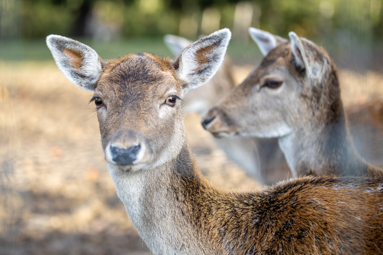 Cute female deer is looking at the camera