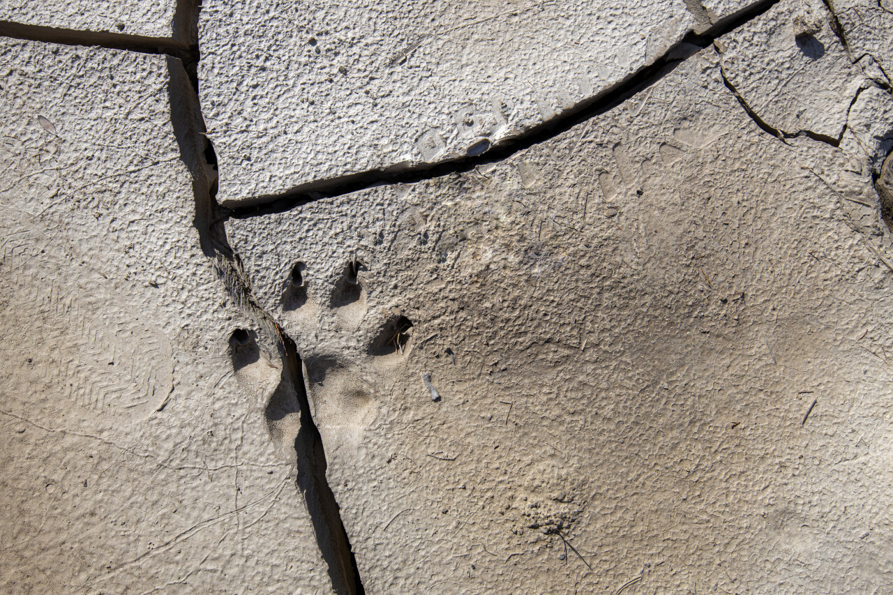 Footprint of a wolf in a dry water hole