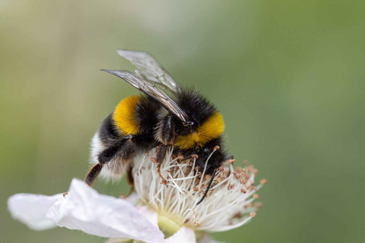 Bumblebee on a white cherry blossom