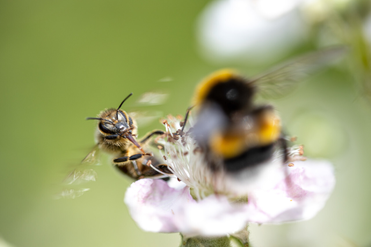 Bee and bumblebee share a flower