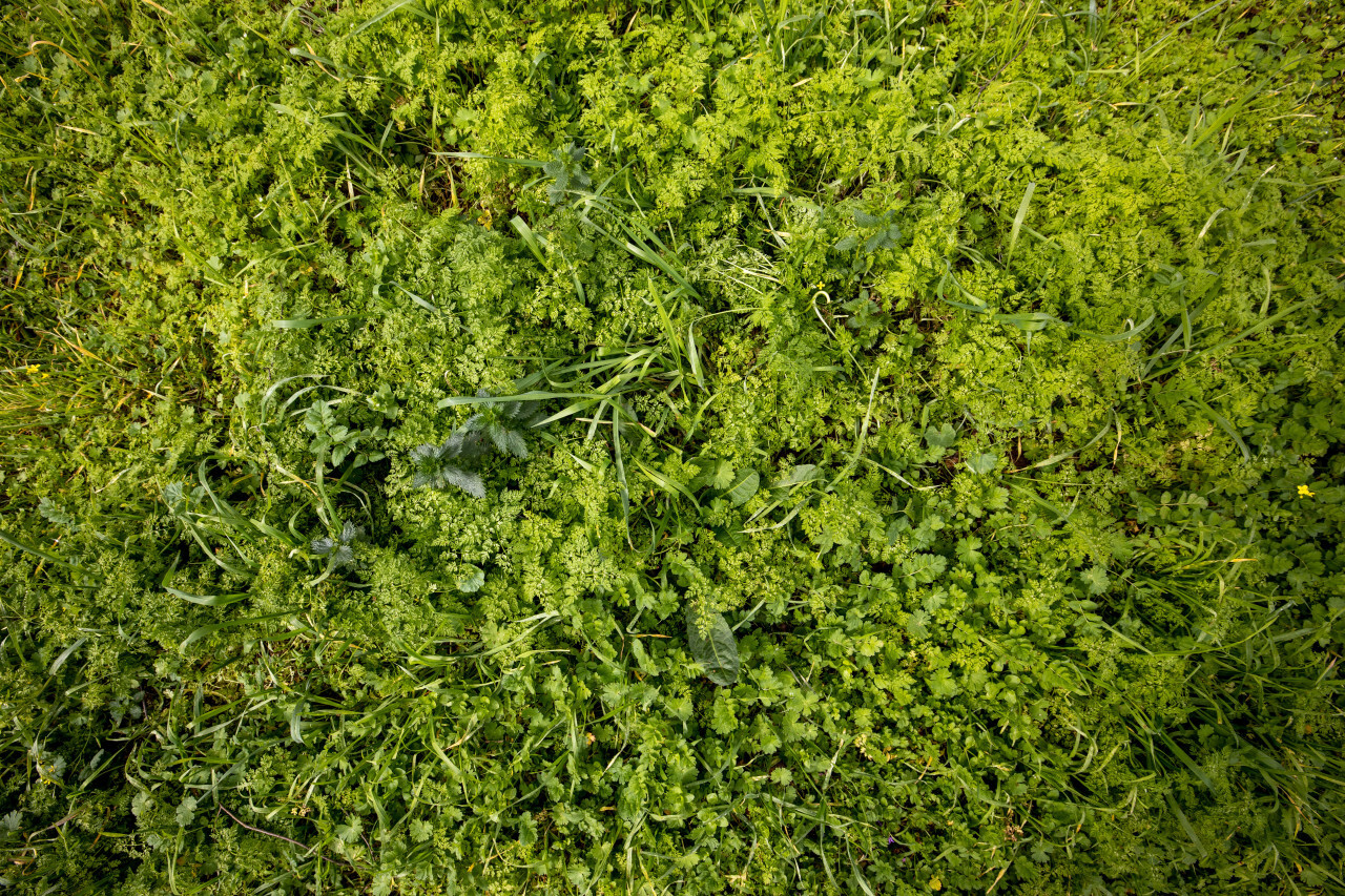 Green wild meadow Texture