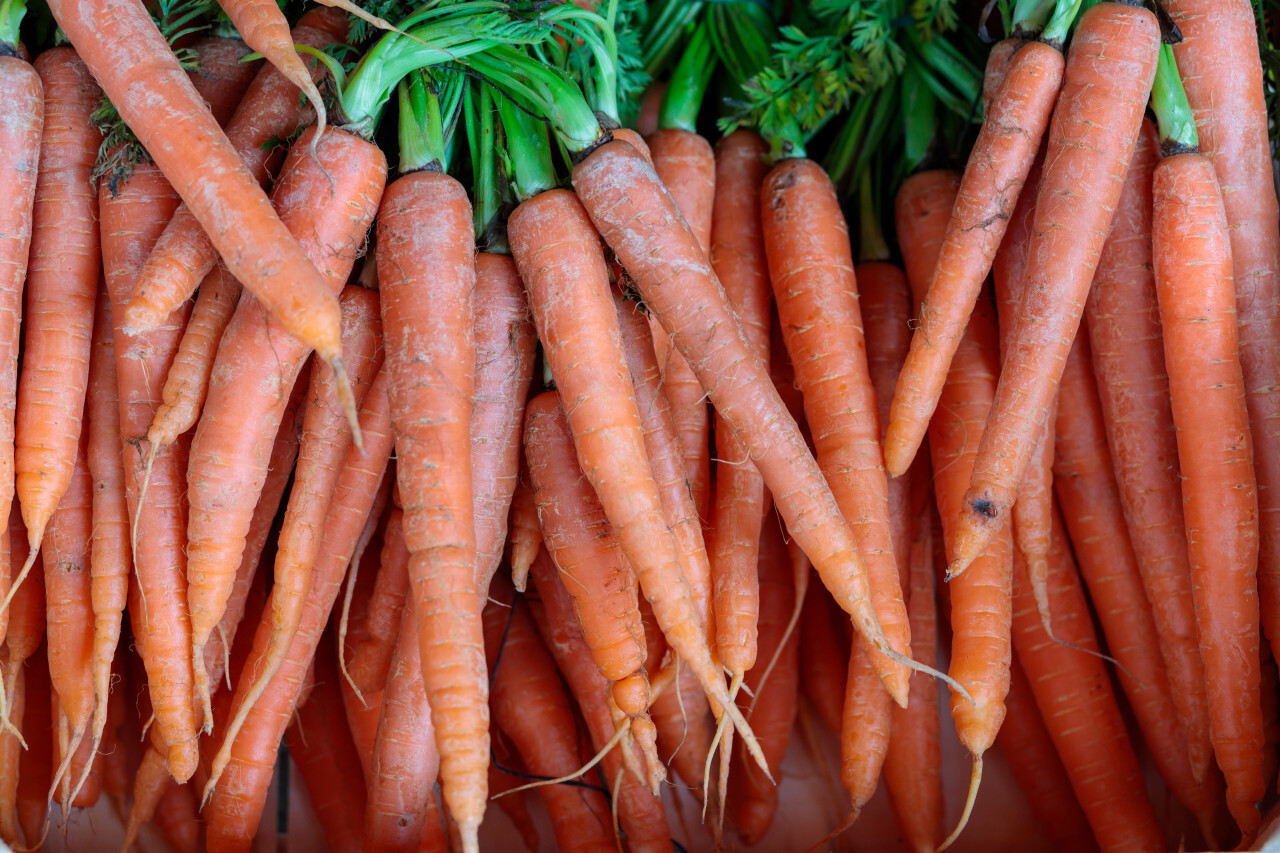Freshly picked carrots
