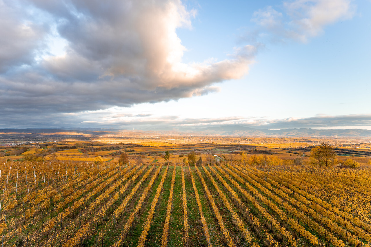 Wine-growing area in Germany near Freiburg during autumn