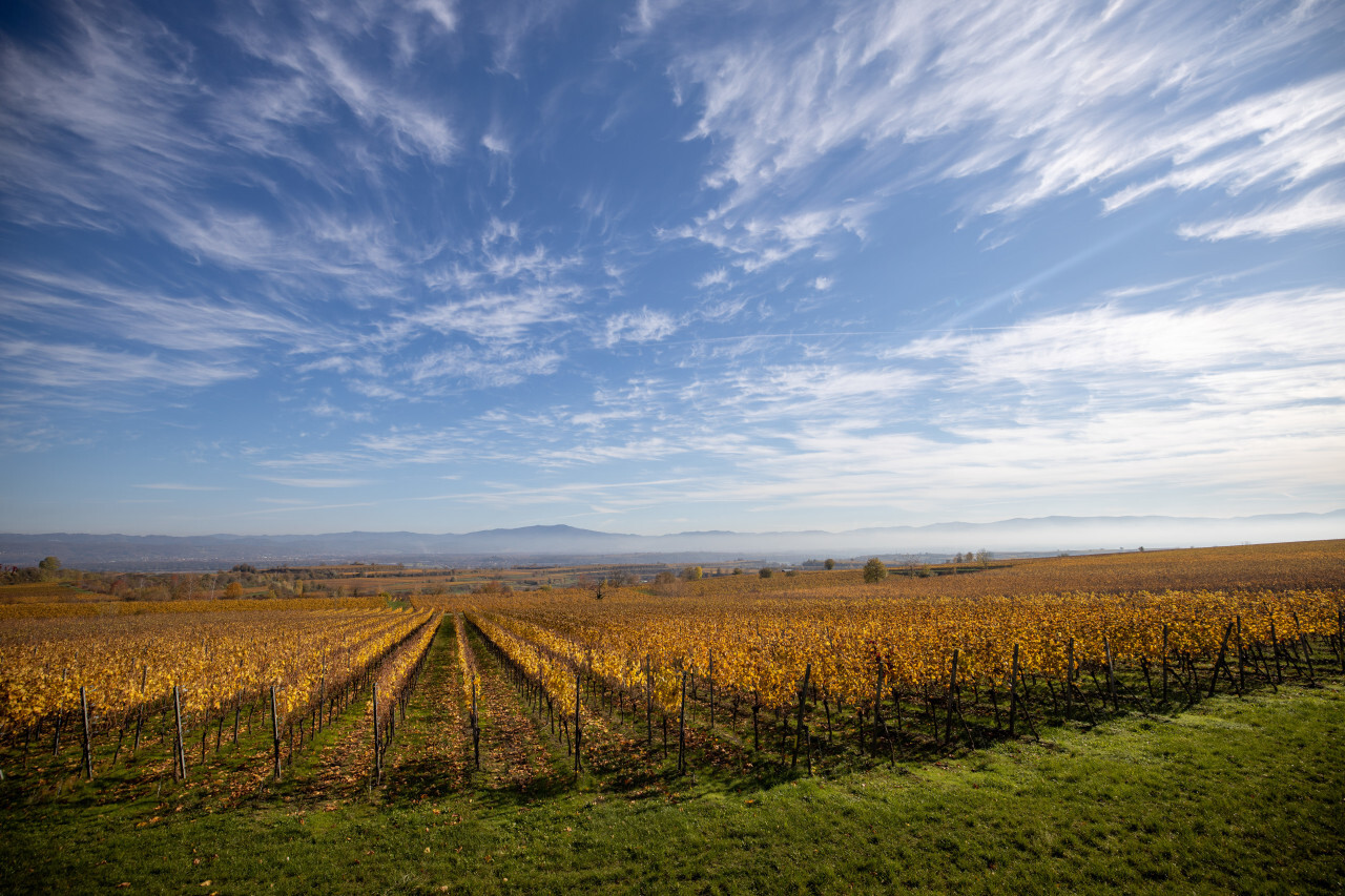 Golden vineyards in Germany near Freiburg