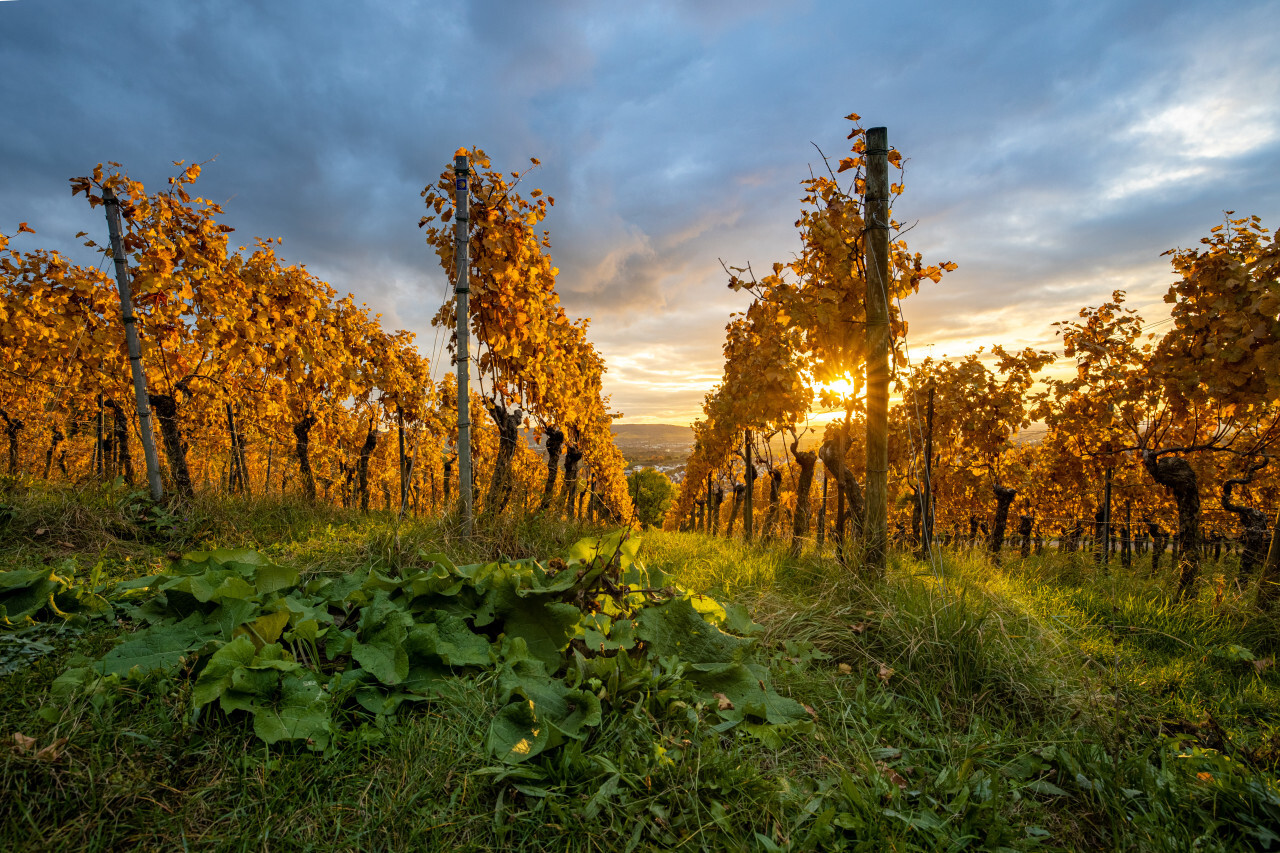 Golden grapevines in autumn