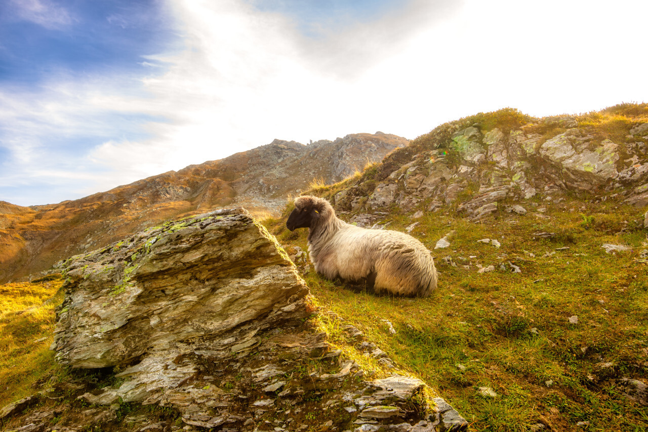 An alpine sheep enjoys the wonderful view