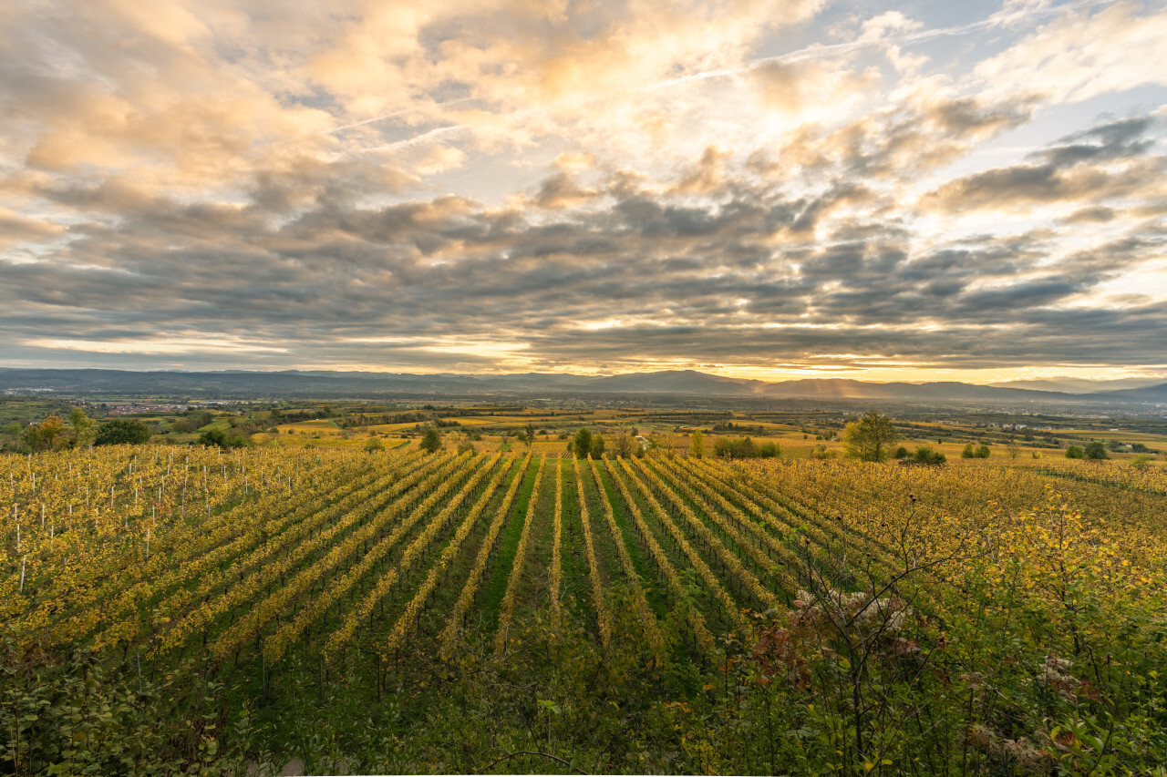 Beautiful sky over grapevines in Germany