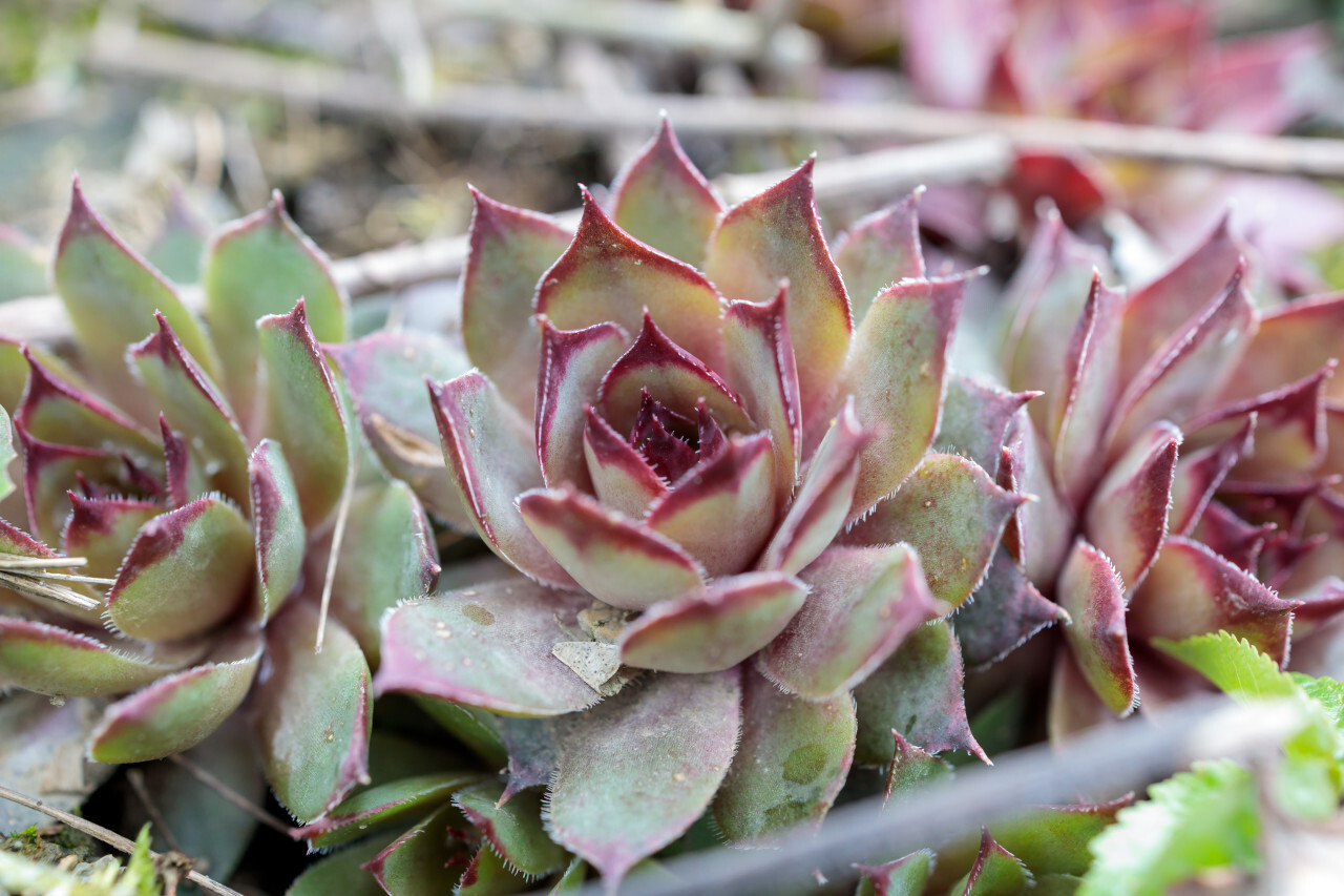 Echeveria elegans