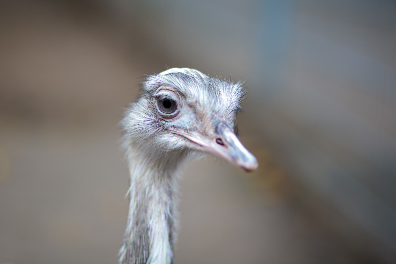 Greater rhea Portrait