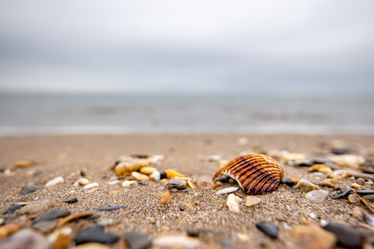 Seashells on the beach