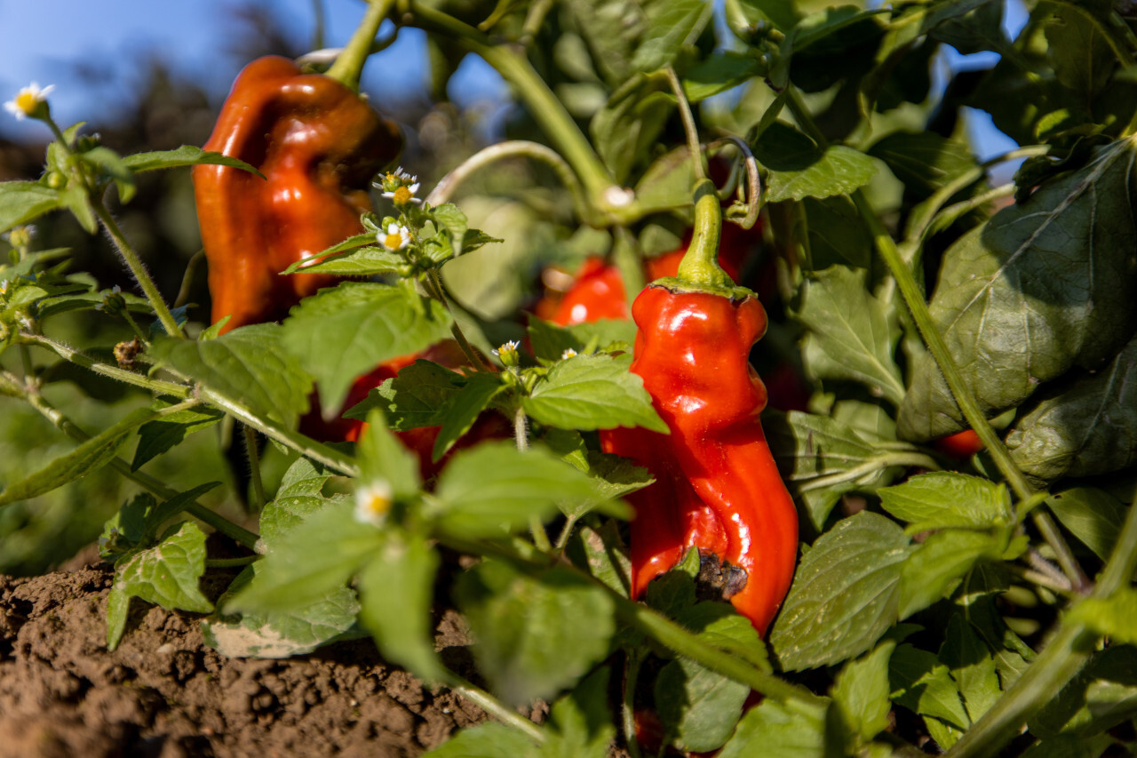 Red peppers ripened in the sun