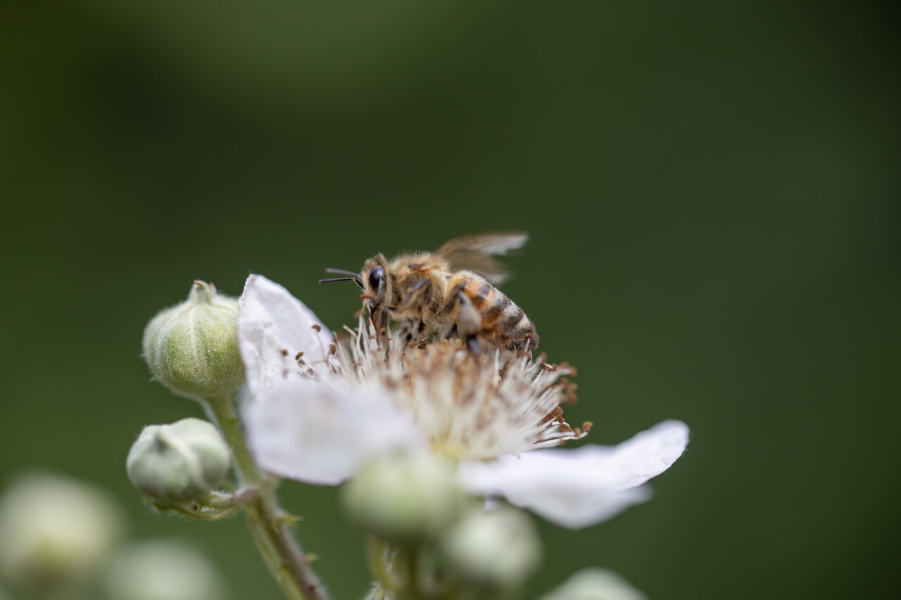 Bee collects nectar from a white flower