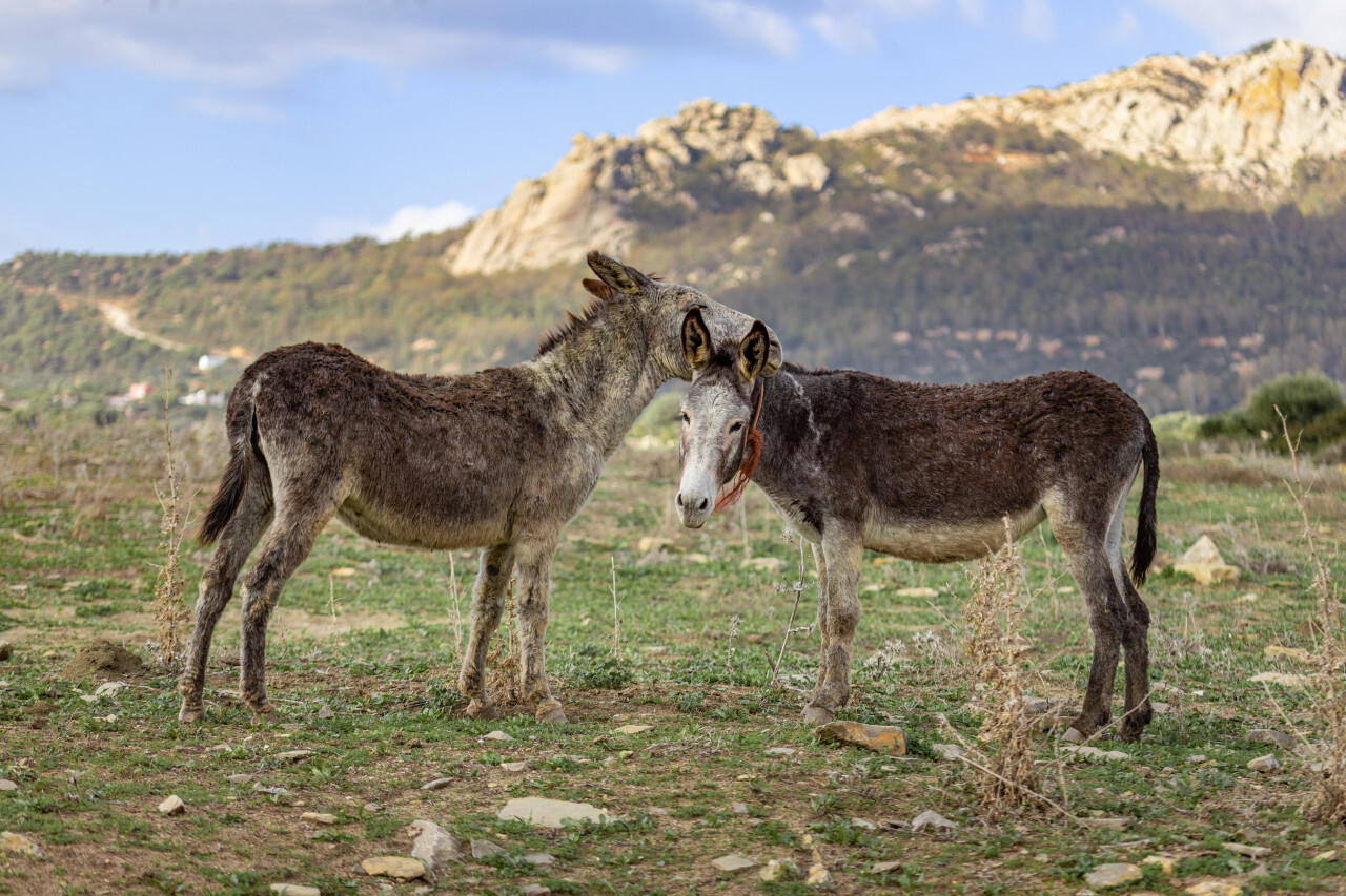 Two mountain donkeys