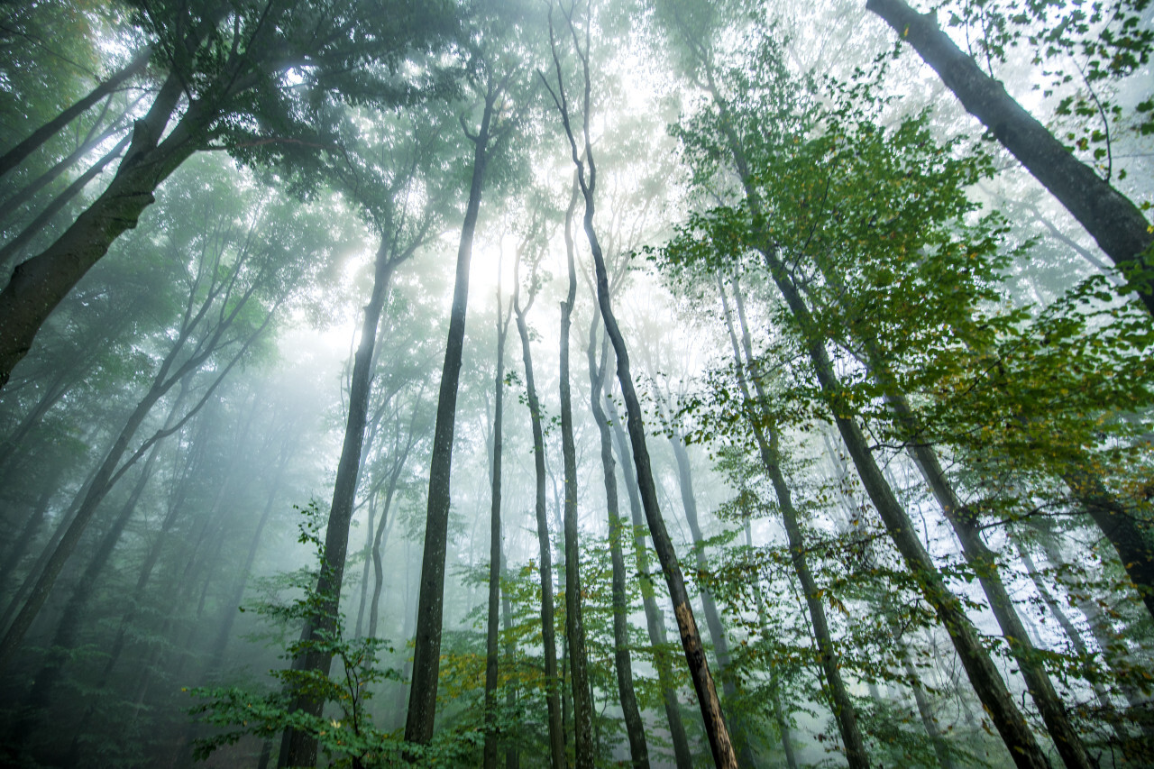 Mystical forest breathed in mist