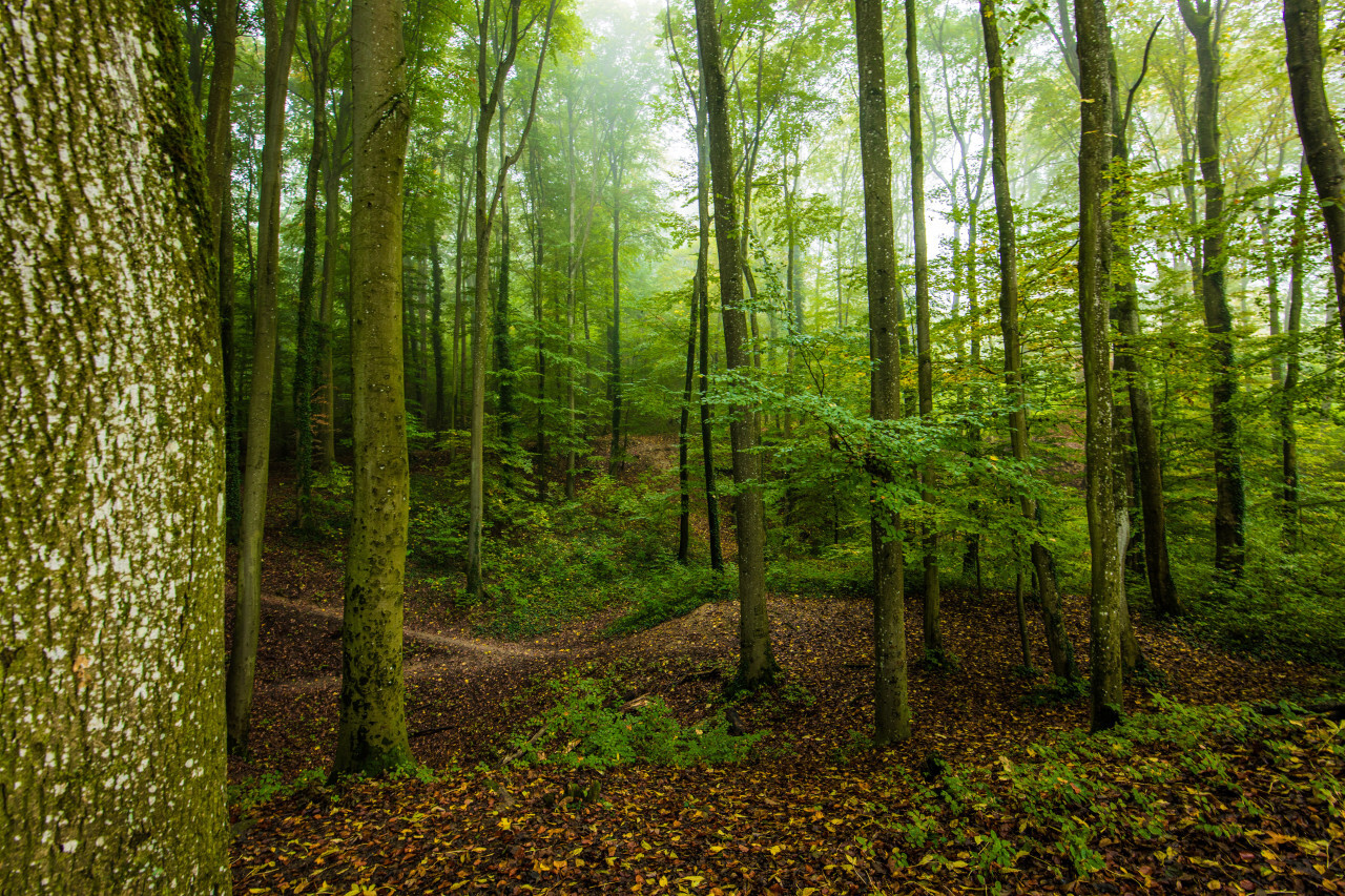 Fog veil in the forest