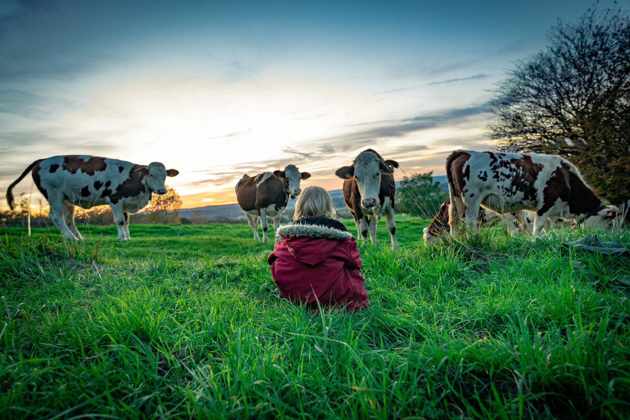 Little girl sits with cows in a meadow