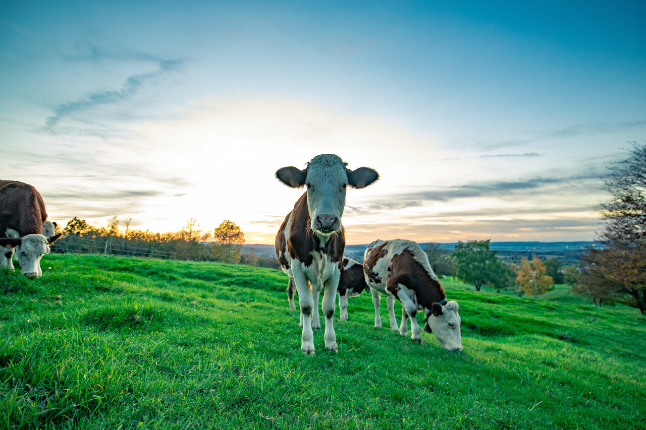 Cow in a meadow looks at the camera