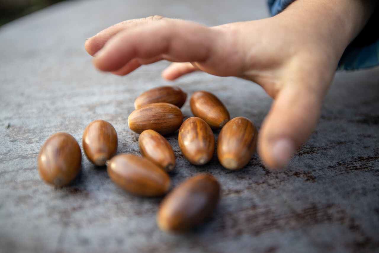 Hand of a child reaches for acorns