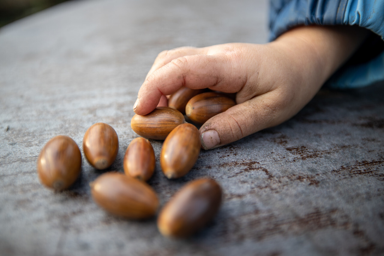 Child holds acorns in hand