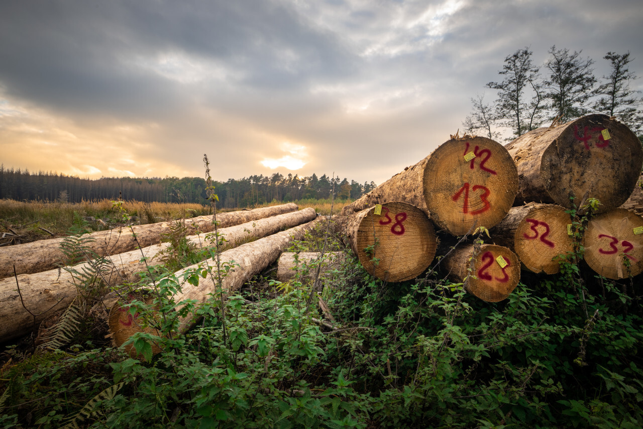 Tree trunks felled ready for wood processing