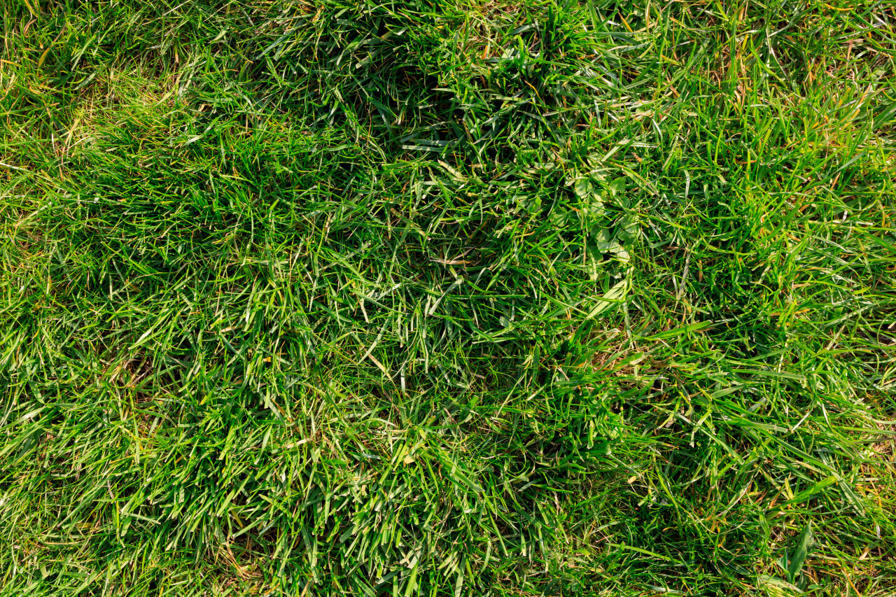 High resolution grass texture