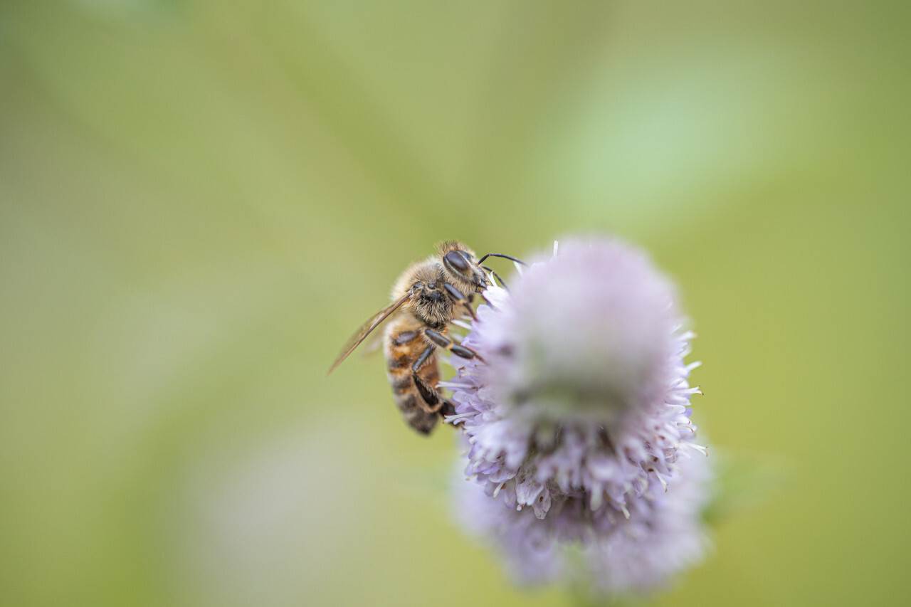 Honeybee on green Background