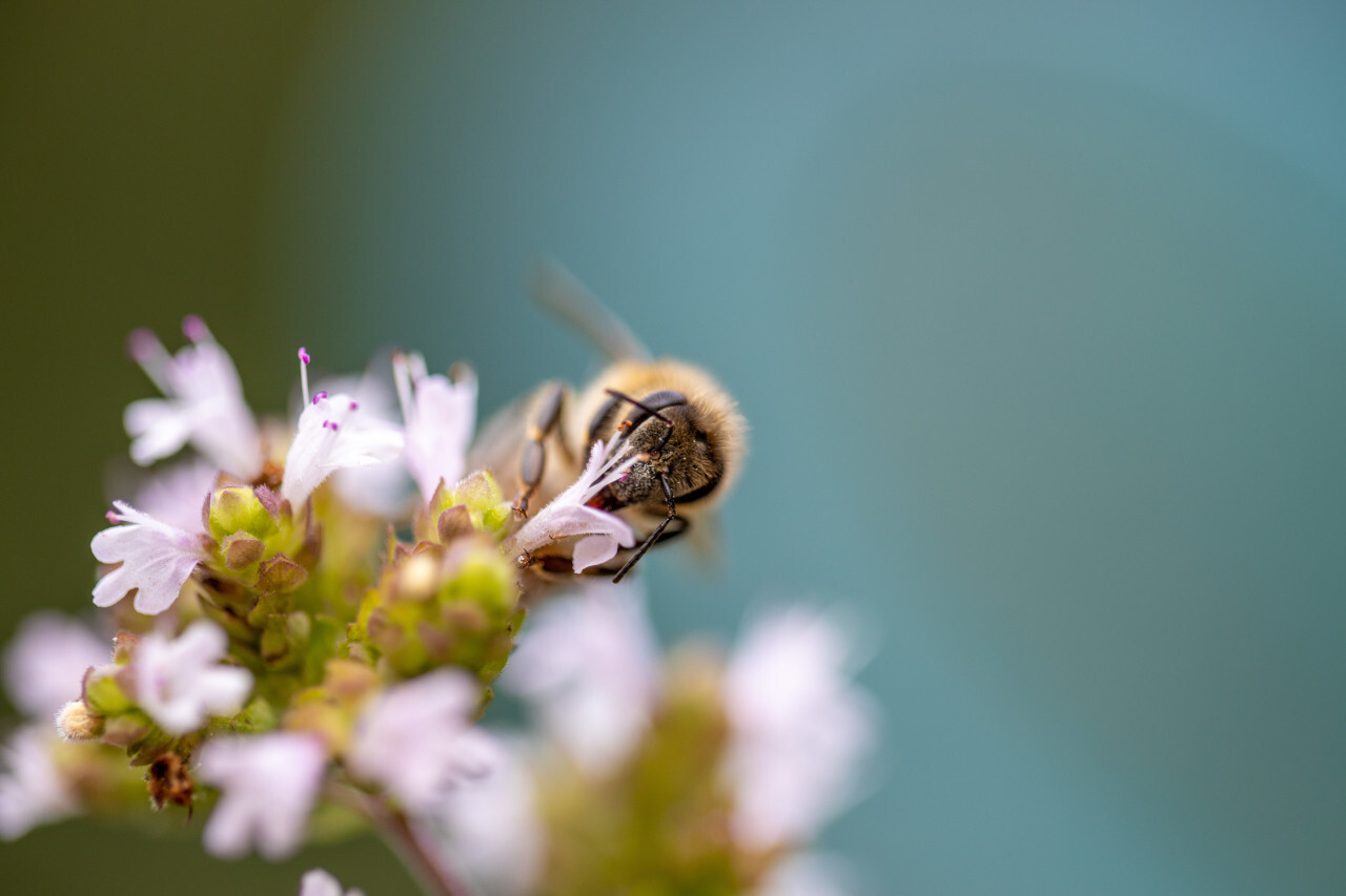 Bee collects nectar