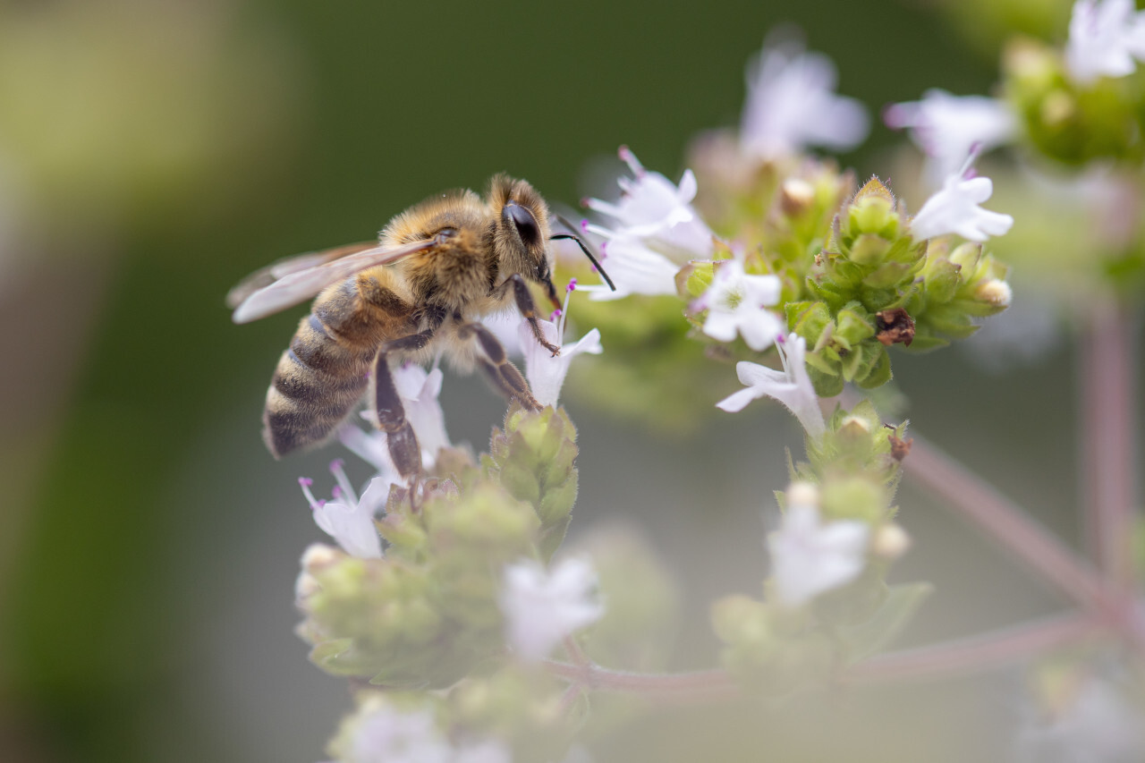 Bee at work