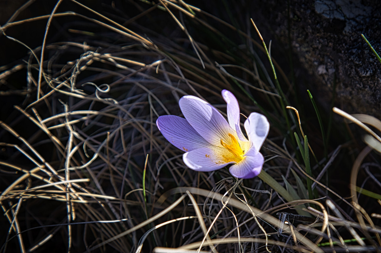 Crocus