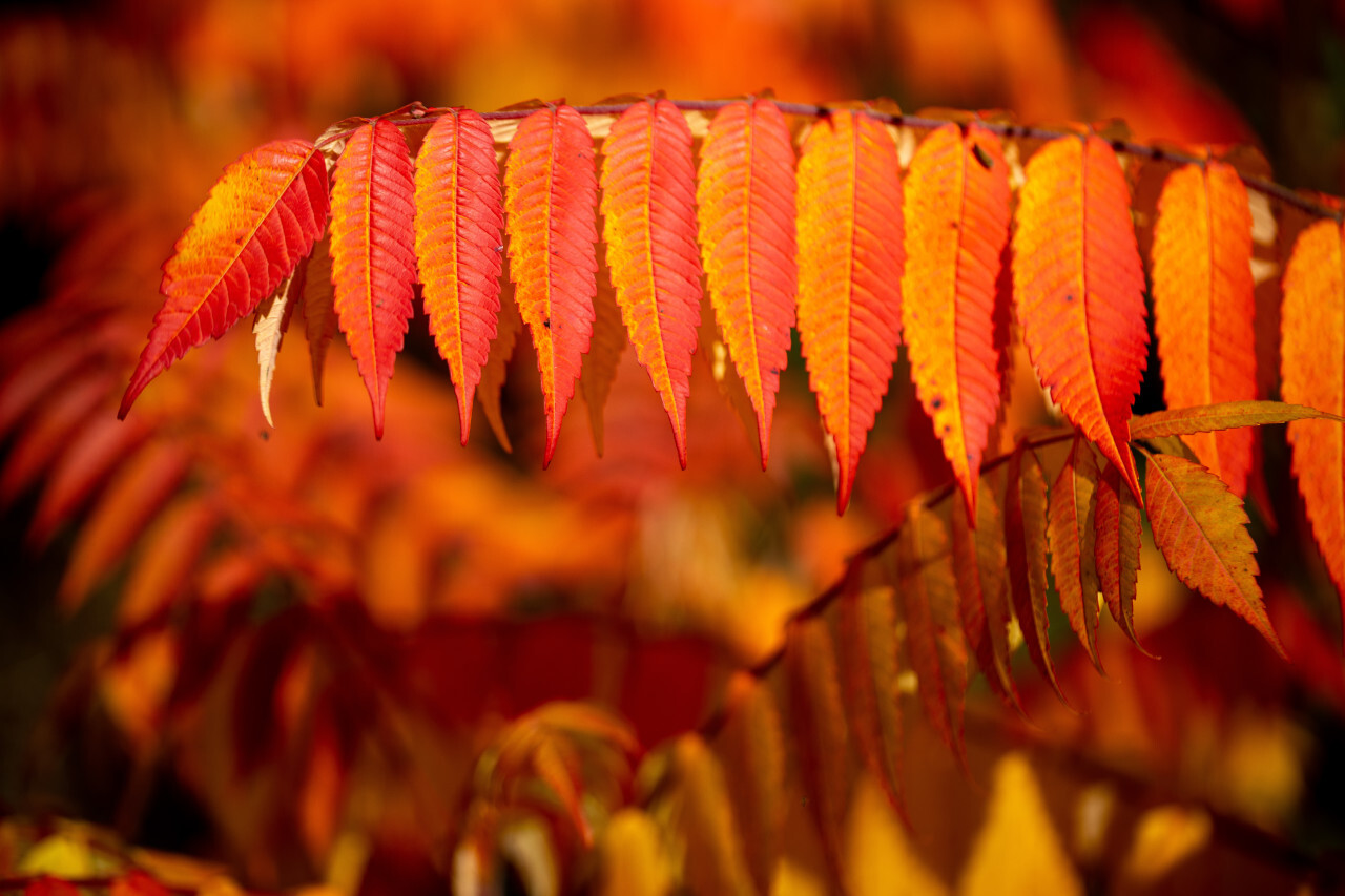 Red Rowan Leaves