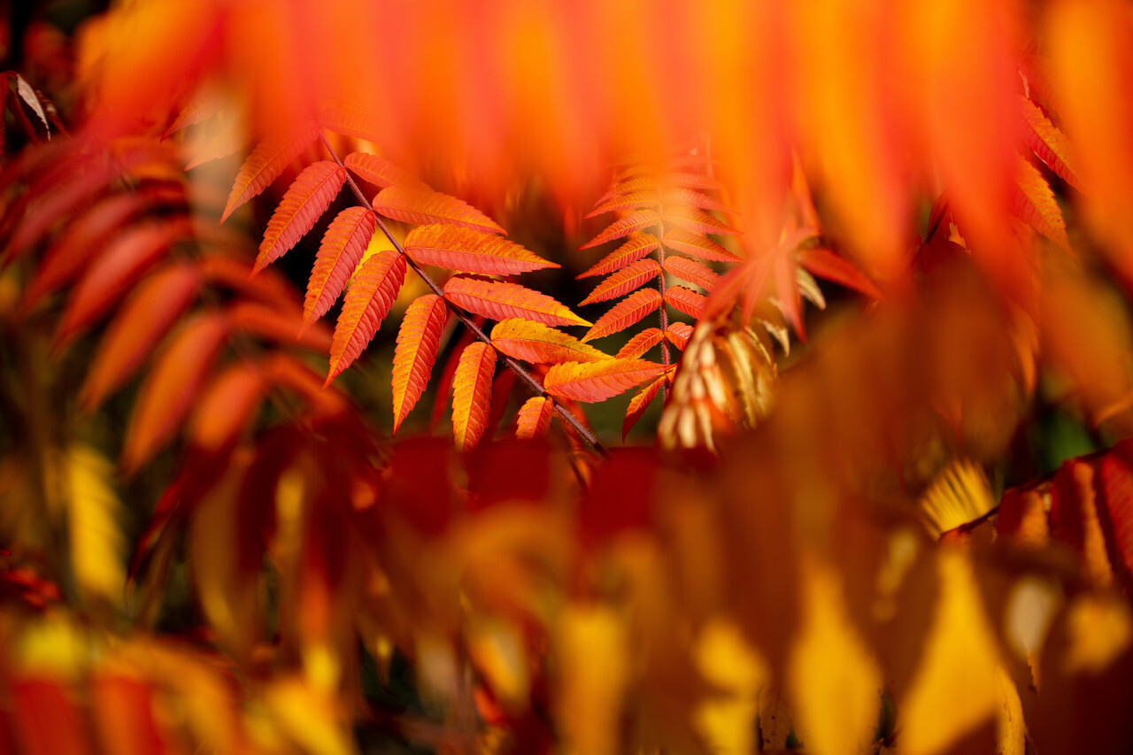 Red leaves autumn background