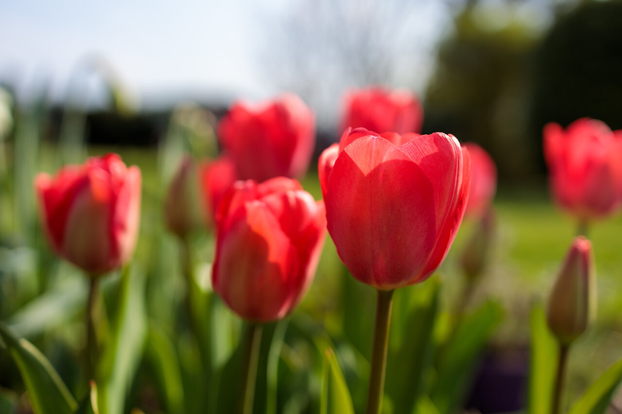 Red tulips