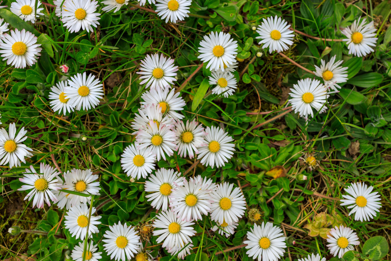 spring meadow daisy textur