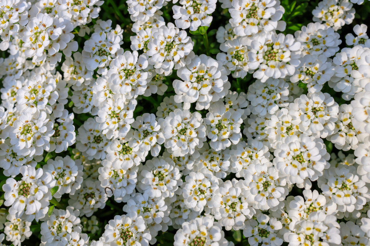 Evergreen candytuft