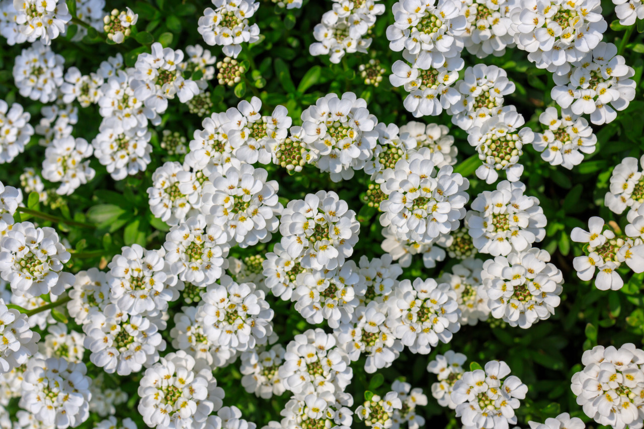 Evergreen Candytuft white Flower Background