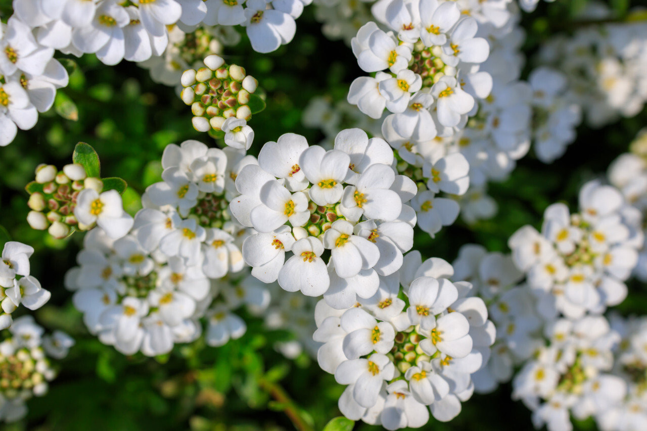 Iberis sempervirens Evergreen Candytuft