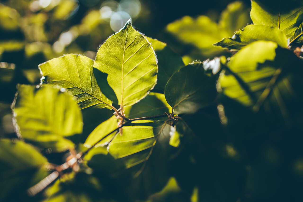 Green leaf background