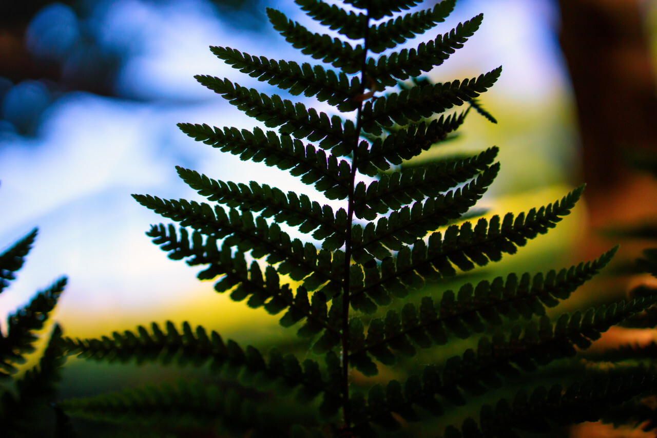 Fern background