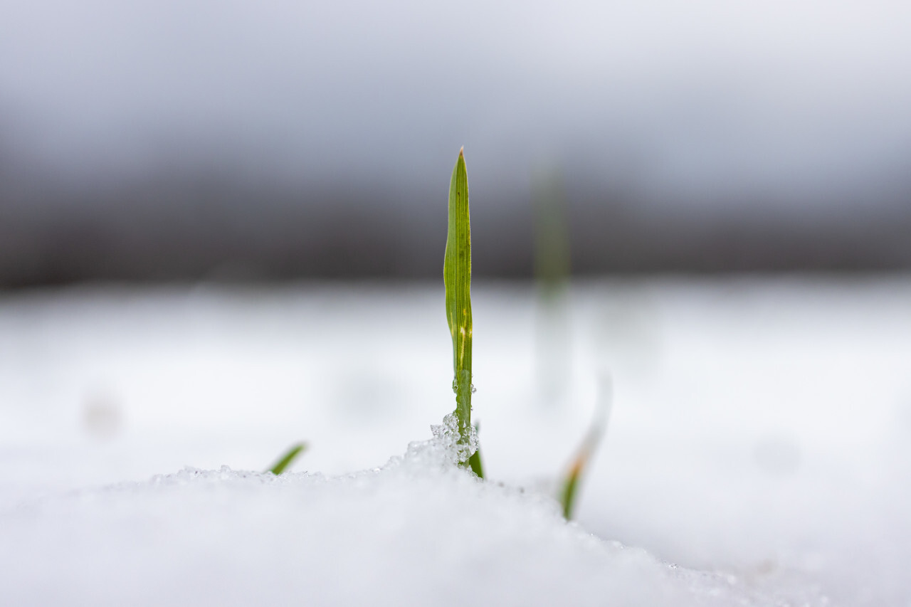 Blade of grass breaks through snow